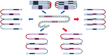 Graphical abstract: Isotope-edited FTIR reveals distinct aggregation and structural behaviors of unmodified and pyroglutamylated amyloid β peptides