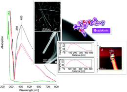 Graphical abstract: Tip-enhanced Raman spectroscopy of bradykinin and its B2 receptor antagonists adsorbed onto colloidal suspended Ag nanowires
