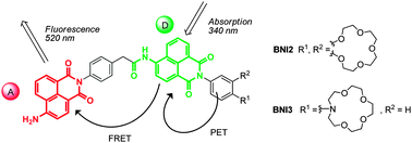 Graphical abstract: FRET versus PET: ratiometric chemosensors assembled from naphthalimide dyes and crown ethers