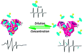 Graphical abstract: Physiological concentrations of albumin favor drug binding