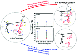 Graphical abstract: Volume phase transition mechanism of poly[oligo(ethylene glycol)methacrylate] based thermo-responsive microgels with poly(ionic liquid) cross-linkers