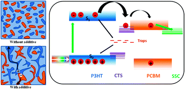 Graphical abstract: Correlation between blend morphology and recombination dynamics in additive-added P3HT:PCBM solar cells