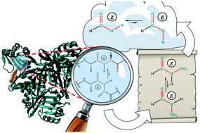 Graphical abstract: Excluding hyperconjugation from the Z conformational preference and investigating its origin: formic acid and beyond