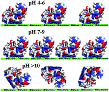 Graphical abstract: Lysozyme adsorption at a silica surface using simulation and experiment: effects of pH on protein layer structure