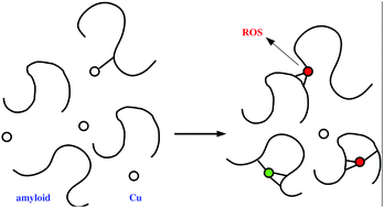 Graphical abstract: Dioxygen activation in the Cu–amyloid β complex