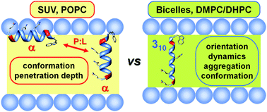 Graphical abstract: An EPR study of ampullosporin A, a medium-length peptaibiotic, in bicelles and vesicles