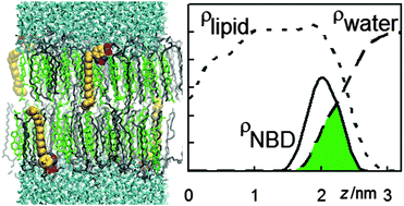 Graphical abstract: Interaction of NBD-labelled fatty amines with liquid-ordered membranes: a combined molecular dynamics simulation and fluorescence spectroscopy study