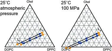 Graphical abstract: The effect of hydrostatic pressure on model membrane domain composition and lateral compressibility