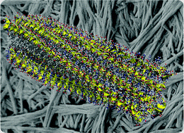 Graphical abstract: Fmoc–RGDS based fibrils: atomistic details of their hierarchical assembly