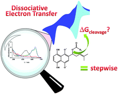 Graphical abstract: Insights into dissociative electron transfer in esterified shikonin semiquinones by in situ ESR/UV-Vis spectroelectrochemistry