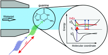 Graphical abstract: Excited-state dynamics of guanosine in aqueous solution revealed by time-resolved photoelectron spectroscopy: experiment and theory