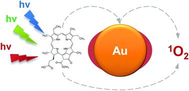 Graphical abstract: Multiwavelength excitation of photosensitizers interacting with gold nanoparticles and its impact on optical properties of their hybrid mixtures