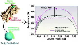 Graphical abstract: How fluorescent labelling alters the solution behaviour of proteins