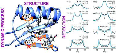 Graphical abstract: Analysis of local molecular motions of aromatic sidechains in proteins by 2D and 3D fast MAS NMR spectroscopy and quantum mechanical calculations