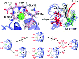 Graphical abstract: The mechanism of water/ion exchange at a protein surface: a weakly bound chloride in Helicobacter pylori apoflavodoxin