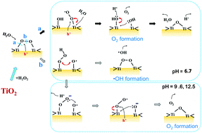 Graphical abstract: The pH dependence of OH radical formation in photo-electrochemical water oxidation with rutile TiO2 single crystals