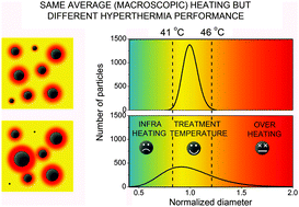 Graphical abstract: The role of size polydispersity in magnetic fluid hyperthermia: average vs. local infra/over-heating effects