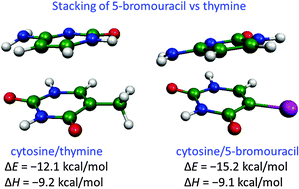 Graphical abstract: Stacking of the mutagenic base analogue 5-bromouracil: energy landscapes of pyrimidine dimers in gas phase and water