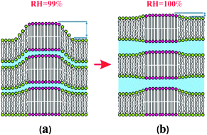 Graphical abstract: Anomalous partitioning of water in coexisting liquid phases of lipid multilayers near 100% relative humidity