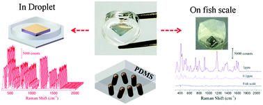 Graphical abstract: Fabrication of transparent SERS platform via interface self-assembly of gold nanorods and gel trapping technique for on-site real time detection