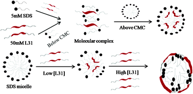 Graphical abstract: Physicochemical perspectives (aggregation, structure and dynamics) of interaction between pluronic (L31) and surfactant (SDS)