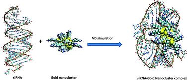 Graphical abstract: Influence of the size and charge of gold nanoclusters on complexation with siRNA: a molecular dynamics simulation study