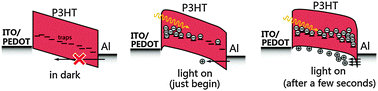 Graphical abstract: Revealing the working mechanism of polymer photodetectors with ultra-high external quantum efficiency