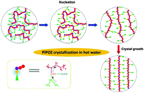Graphical abstract: From globules to crystals: a spectral study of poly(2-isopropyl-2-oxazoline) crystallization in hot water