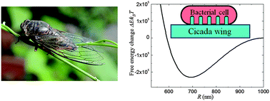 Graphical abstract: Bactericidal mechanism of nanopatterned surfaces