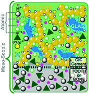 Graphical abstract: Simulations reveal the role of composition into the atomic-level flexibility of bioactive glass cements