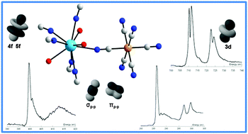 Graphical abstract: The nature of chemical bonding in actinide and lanthanide ferrocyanides determined by X-ray absorption spectroscopy and density functional theory