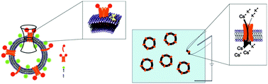 Graphical abstract: Phospholamban spontaneously reconstitutes into giant unilamellar vesicles where it generates a cation selective channel