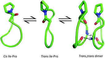 Graphical abstract: Proline cis–trans isomerization and its implications for the dimerization of analogues of cyclopeptide stylostatin 1: a combined computational and experimental study