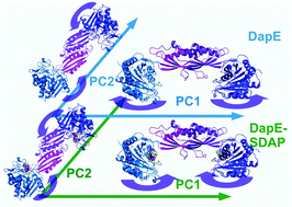 Graphical abstract: Structural and mechanistic insight into substrate binding from the conformational dynamics in apo and substrate-bound DapE enzyme