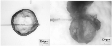 Graphical abstract: Micromechanical measurements of the effect of surfactants on cyclopentane hydrate shell properties