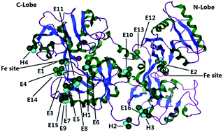 Graphical abstract: Molecular mechanism investigation of the neutralization of cadmium toxicity by transferrin