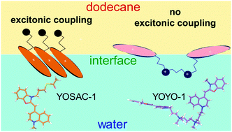 Graphical abstract: Fluorescent DNA probes at liquid/liquid interfaces studied by surface second harmonic generation