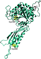 Graphical abstract: The role of conserved Cys residues in Brassica rapa auxin amidohydrolase: Cys139 is crucial for the enzyme activity and Cys320 regulates enzyme stability