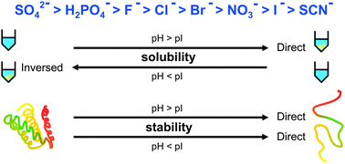 Graphical abstract: Salt effects on the picosecond dynamics of lysozyme hydration water investigated by terahertz time-domain spectroscopy and an insight into the Hofmeister series for protein stability and solubility