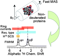 Graphical abstract: Access to aliphatic protons as reporters in non-deuterated proteins by solid-state NMR