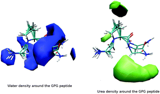 Graphical abstract: Atomic scale insights into urea–peptide interactions in solution