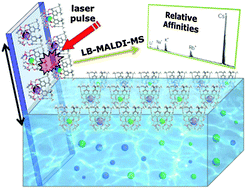 Graphical abstract: Enhanced cation recognition by a macrocyclic ionophore at the air–solution interface probed by mass spectrometry