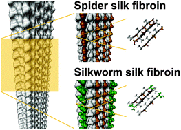 Graphical abstract: Mechanical behavior comparison of spider and silkworm silks using molecular dynamics at atomic scale