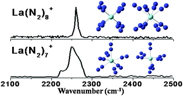 Graphical abstract: Infrared photodissociation spectroscopy of M(N2)n+ (M = Y, La, Ce; n = 7–8) in the gas phase