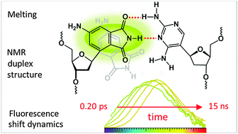 Graphical abstract: Isosteric and fluorescent DNA base pair formed by 4-amino-phthalimide and 2,4-diaminopyrimidine: melting, structure, and THz polar solvation dynamics