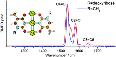 Graphical abstract: Self-pairing of 1-methylthymine mediated by two and three Ag(i) ions: a gas phase study using infrared dissociation spectroscopy and density functional theory