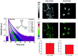 Graphical abstract: A triazine-based BODIPY trimer as a molecular viscometer