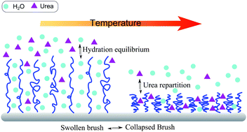 Graphical abstract: Concentration dependent effects of urea binding to poly(N-isopropylacrylamide) brushes: a combined experimental and numerical study