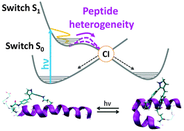 Graphical abstract: A biomimetic molecular switch at work: coupling photoisomerization dynamics to peptide structural rearrangement