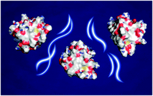 Graphical abstract: Water-mediated influence of a crowded environment on internal vibrations of a protein molecule